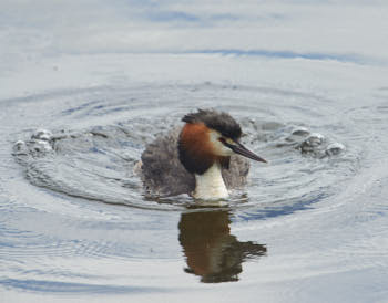 Faune des marais<br>NIKON D4, 700 mm, 800 ISO,  1/1600 sec,  f : 8 